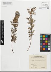 Foto von Salix repens subsp. rosmarinifolia (L.) Andersson
